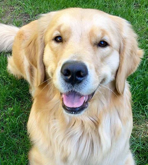 sea glass goldens, gracie, Goldenway's The Puppy Song 