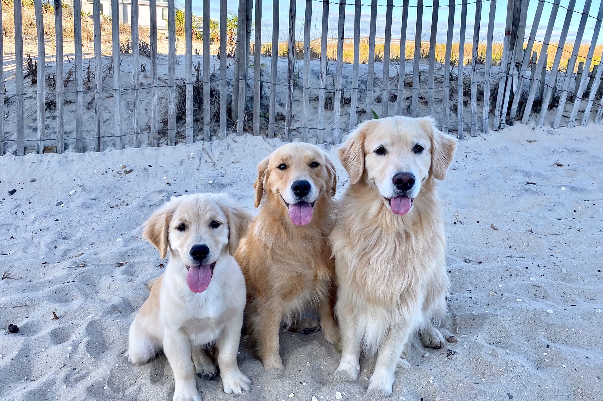 sea glass golden retrievers new jersey slide 11