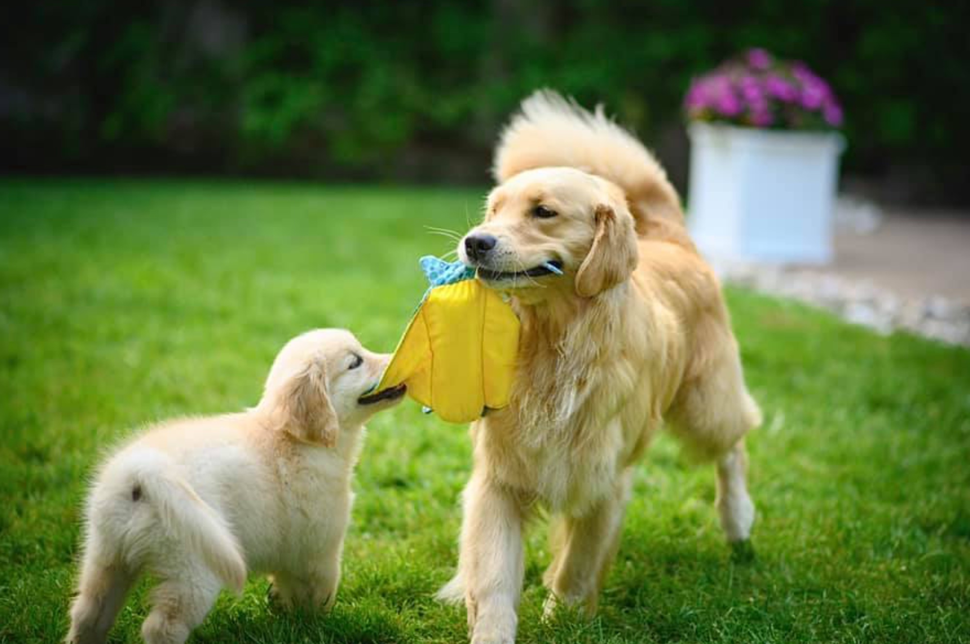 sea glass golden retrievers new jersey slide 12