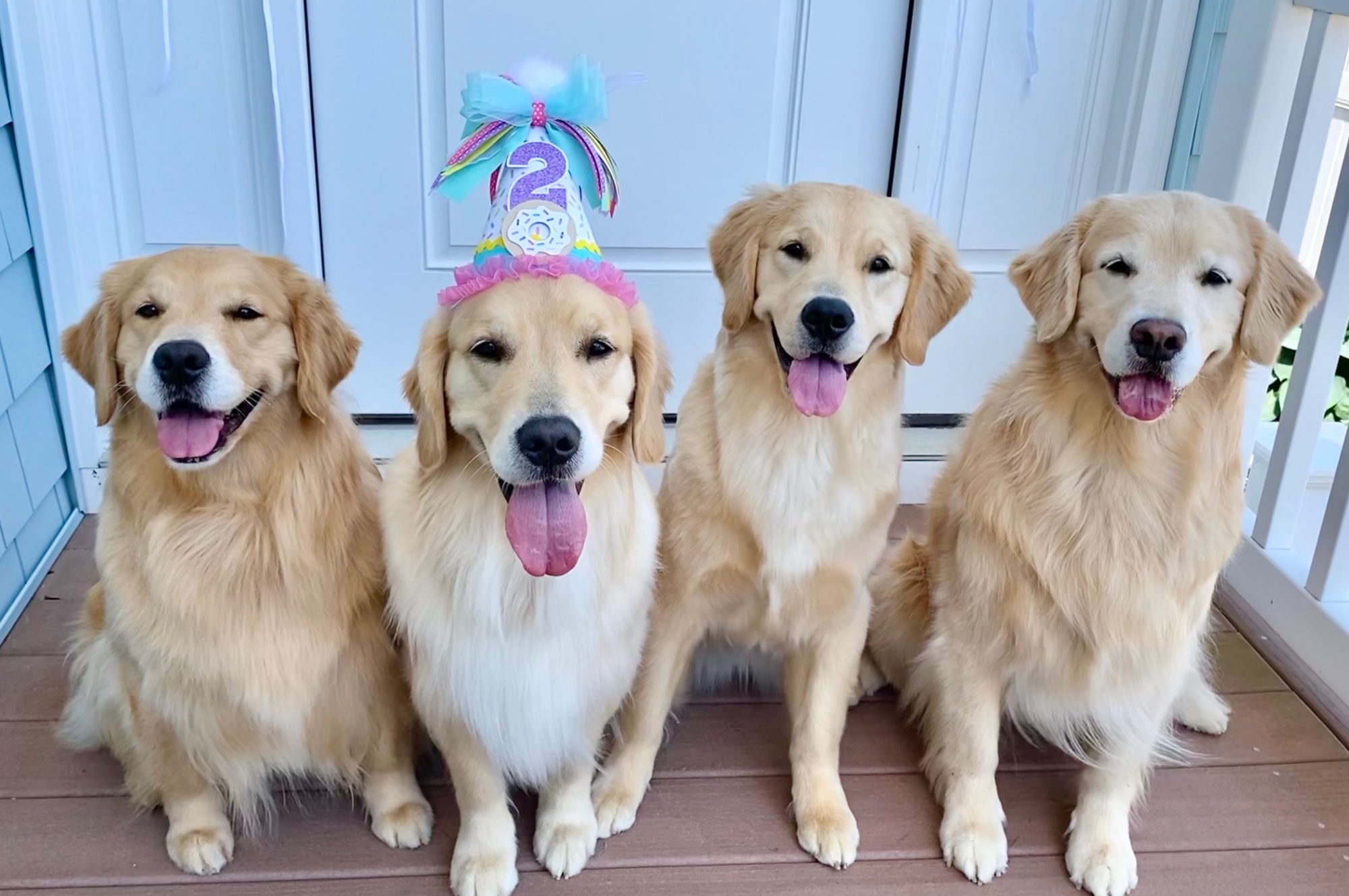 sea glass golden retrievers new jersey slide 15