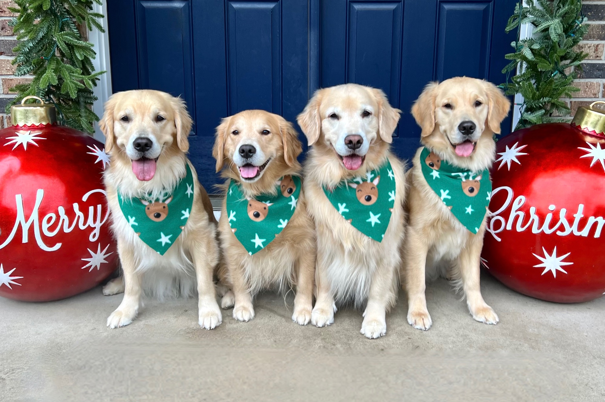 sea glass golden retrievers new jersey slide 16