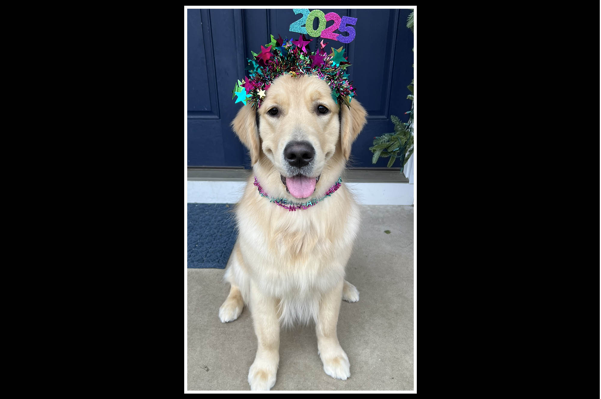 sea glass golden retrievers new jersey slide 23