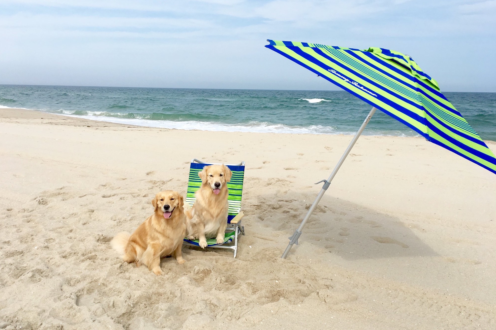 sea glass golden retrievers new jersey slide 6